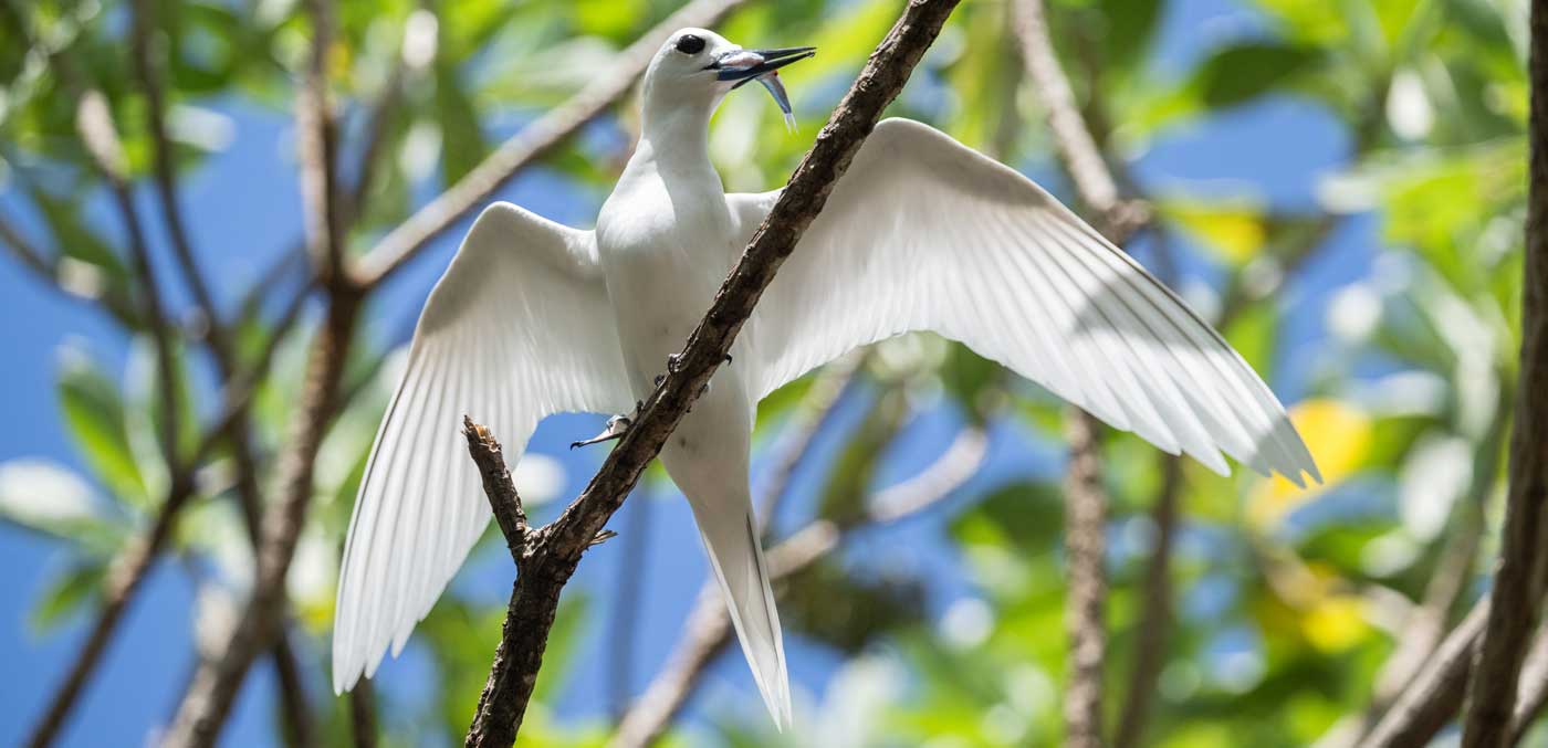 White Tern with wings spread in tree