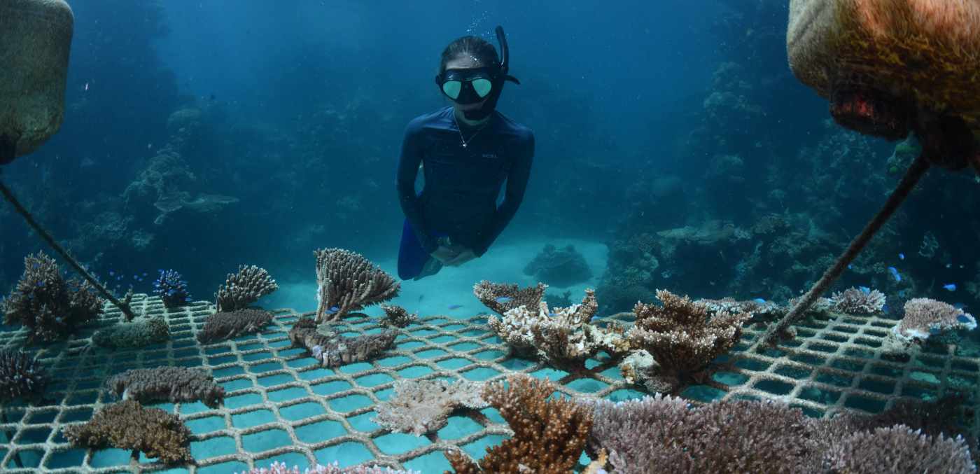 Snorkelling in Opal Reef