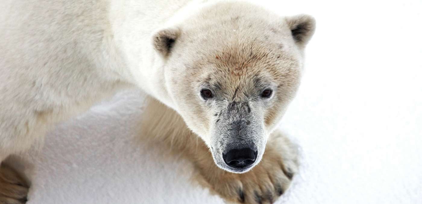 Polar bear sighting on an expedition cruise with Quark Expeditions