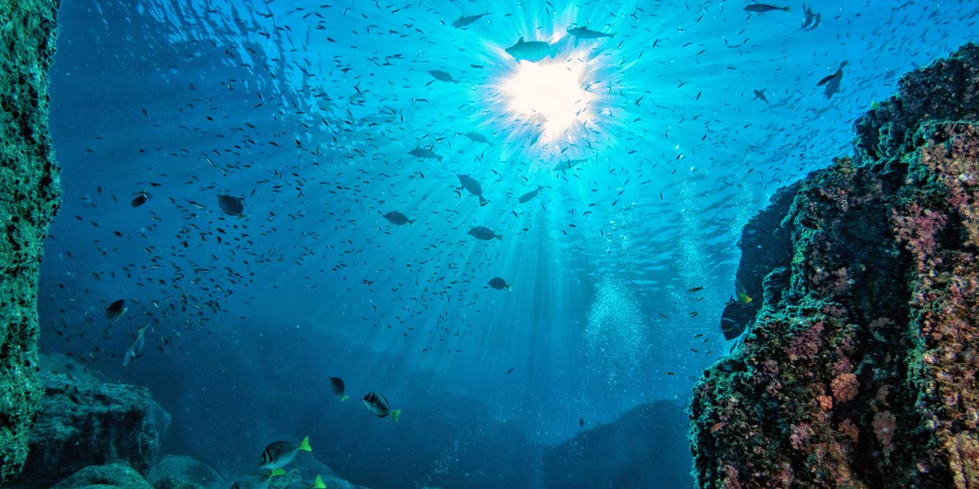 diving in colorful reef underwater in mexico cortez sea