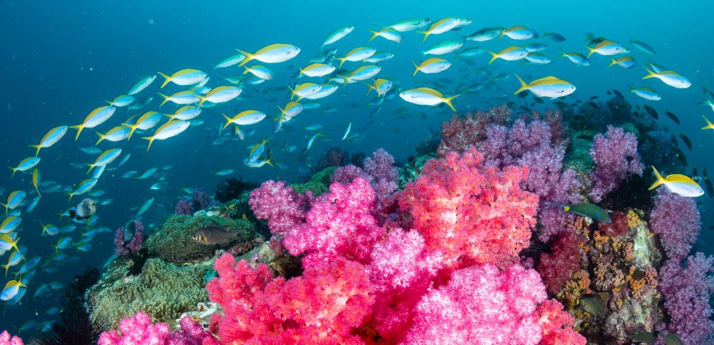 Beautiful, colorful but delicate soft corals on a tropical coral reef in Asia