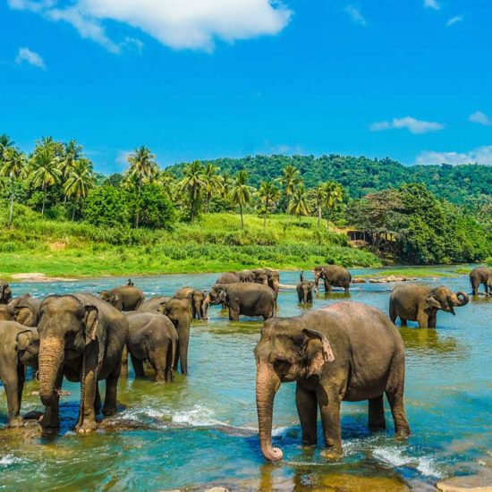 Elephants standing in water in Sri Lanka