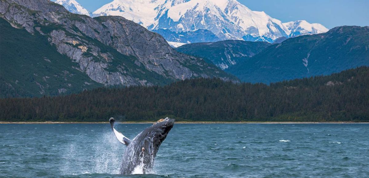 Whale breaching in Alaska