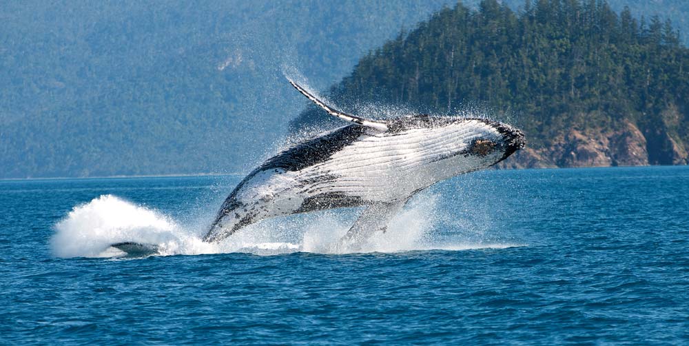 Buckelwal springt, Australien, Whitsunday Islands