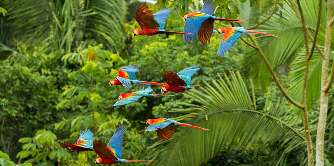 Flock of scarlet and red-and-green macaws flying in amazonas rainforest in Manu National Park/Peru close to chuncho clay lick in Tambopata