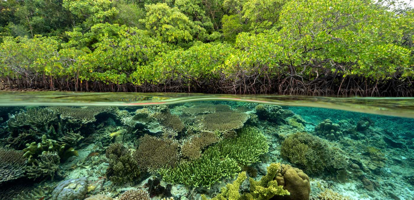 Mangrove forest and coral reefs in split shot, Gam Island Raja Ampat Indnonesia.