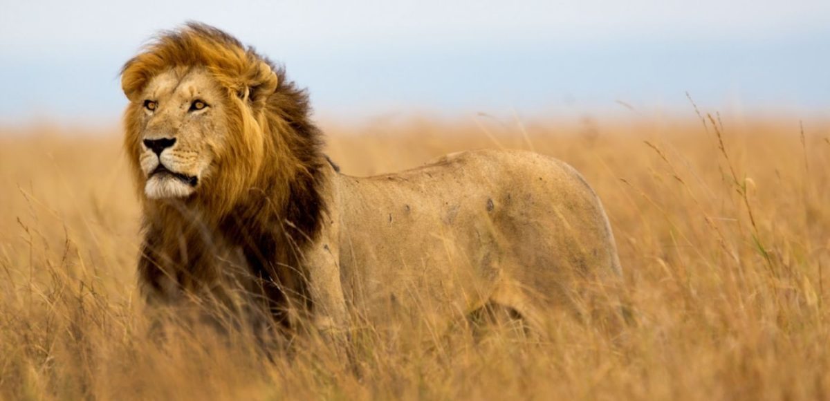 lion in tall grass