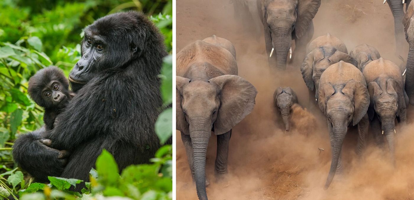 Gorilla with baby; herd of elephants