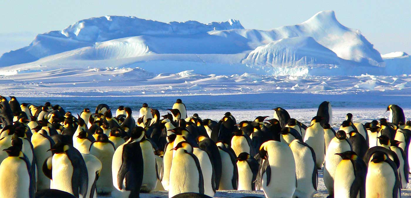 Emperor Penguin colony, Antarctica