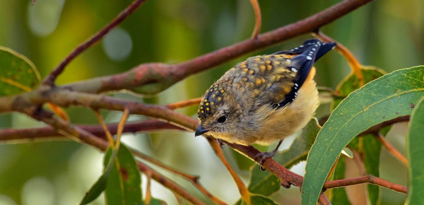 Forty-spotted pardalote