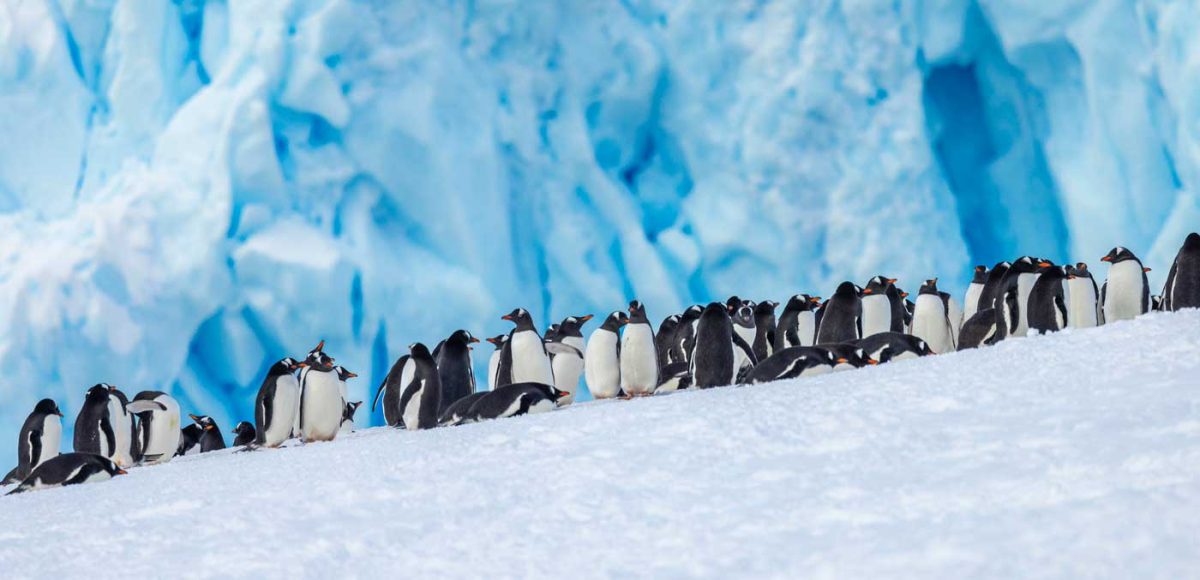 Gentoo Penguins in Neko Harbour, Antarctica