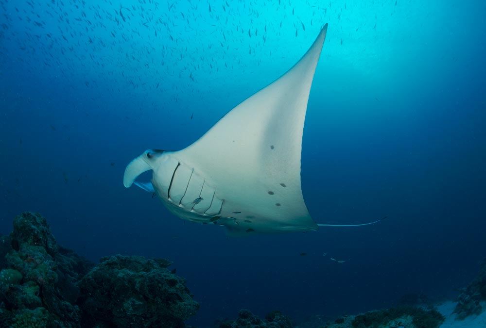 A manta ray swimming in Palau's German Channel