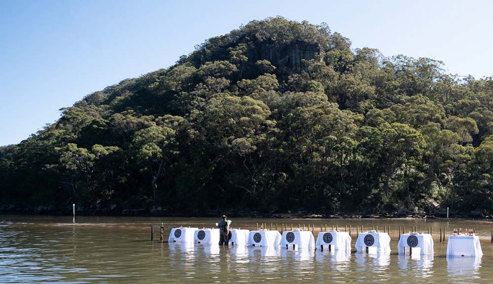Feast on Oysters with Sydney Oyster Farm Tours