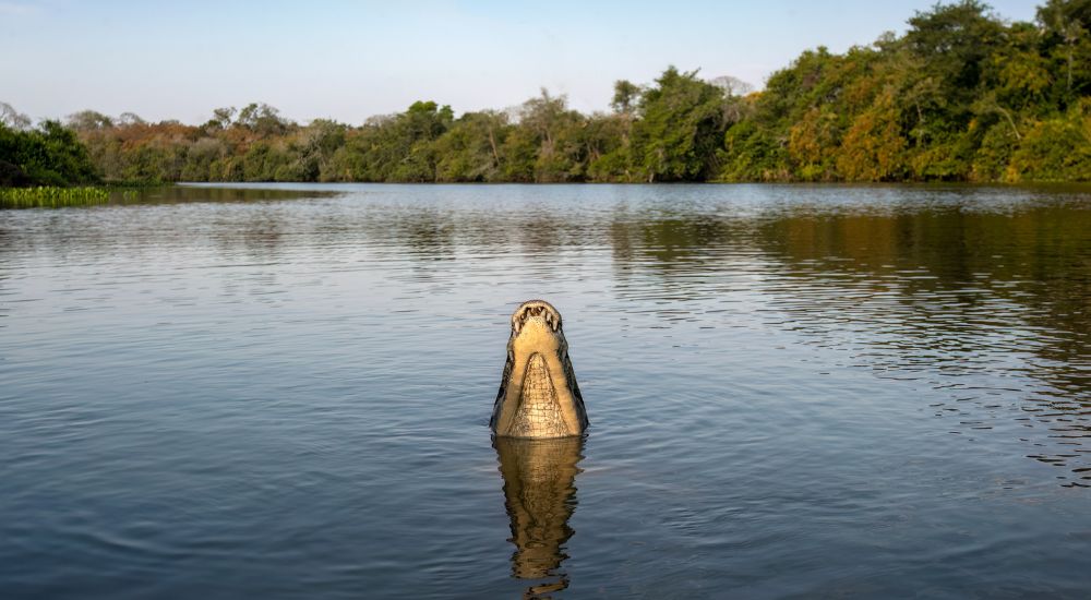 A crocodile surfacing in the Pantanal