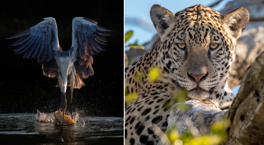 Wildlife in the Pantanal