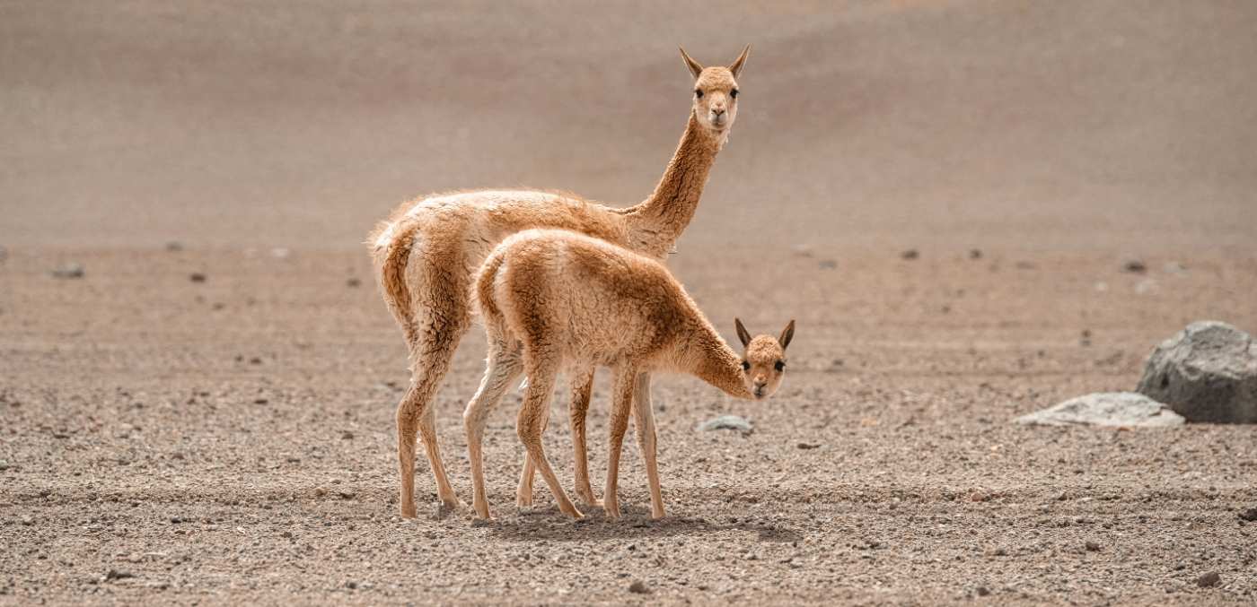 Vicuña wool is harvested once every three years by Andean communities and is known for its incredible softness and rarity.