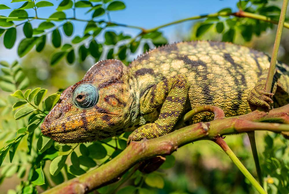 Chameleon at Miavana by Time + Tide, Madagascar