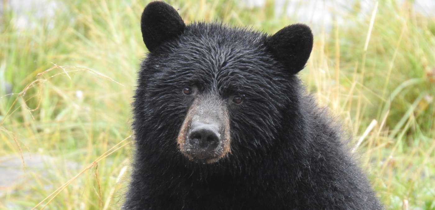Bear at Neets Bay Observatory