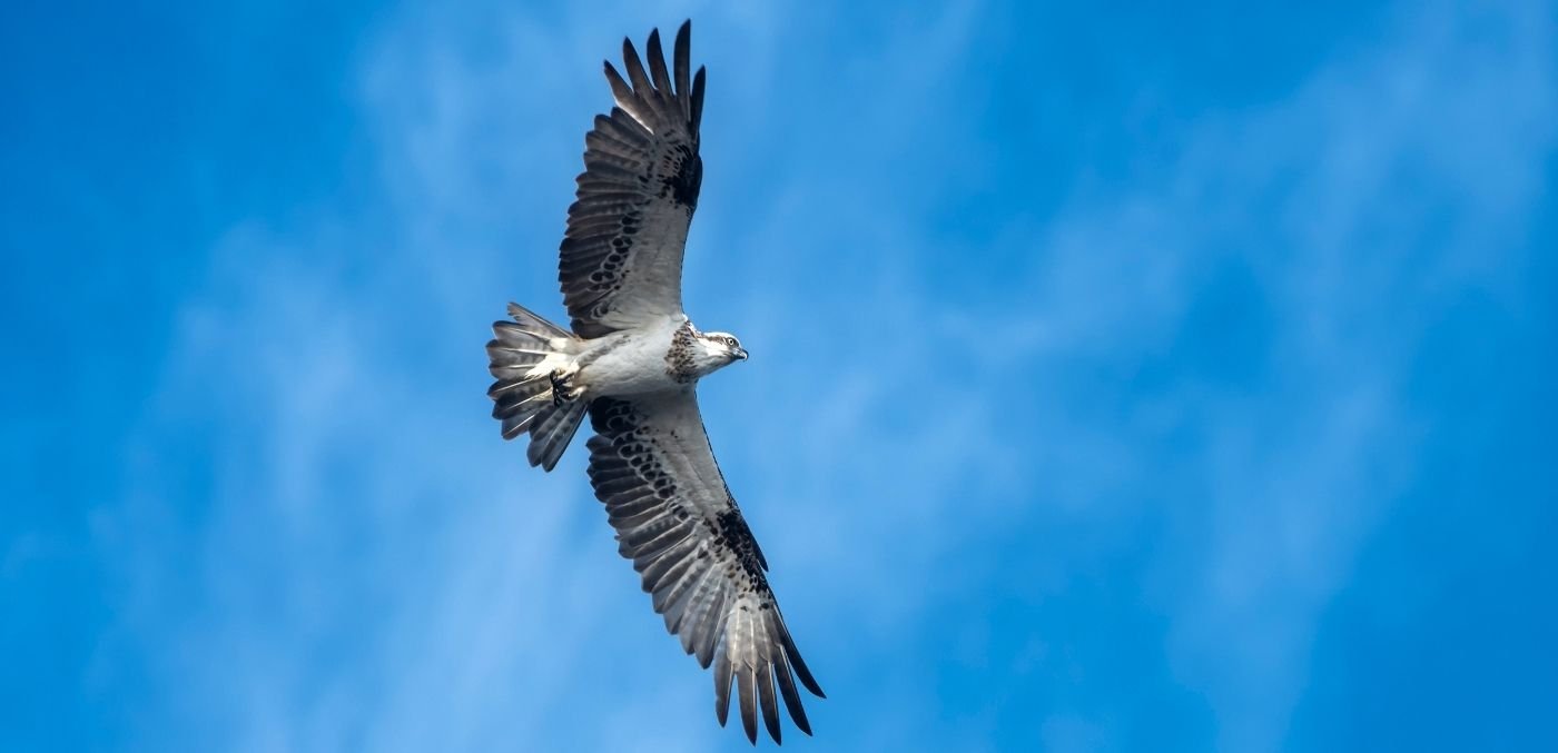 Osprey