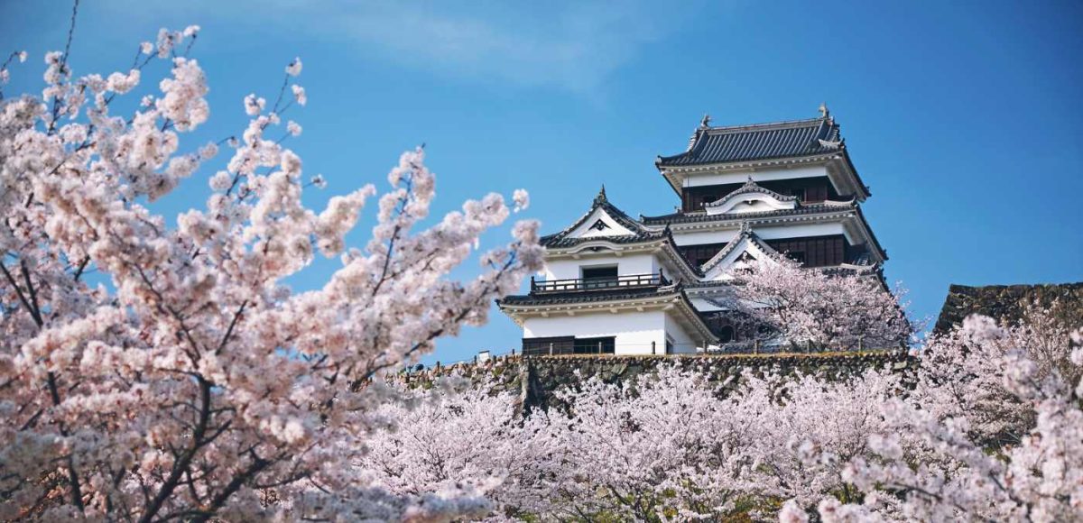 Ozu Castle an cherry blossoms