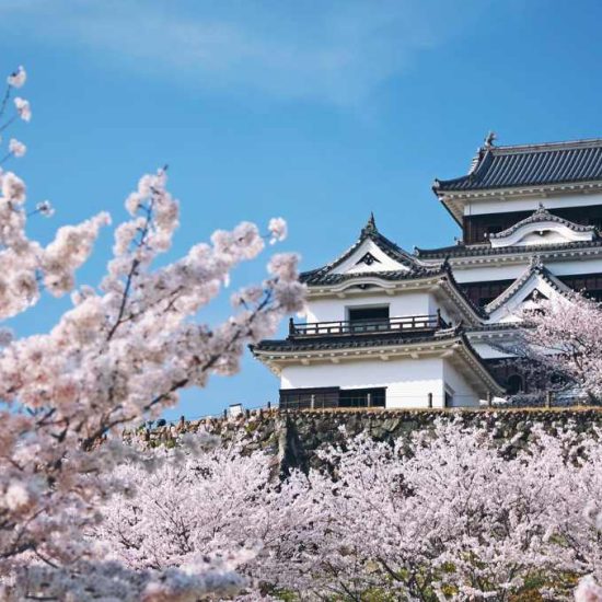 Ozu Castle an cherry blossoms