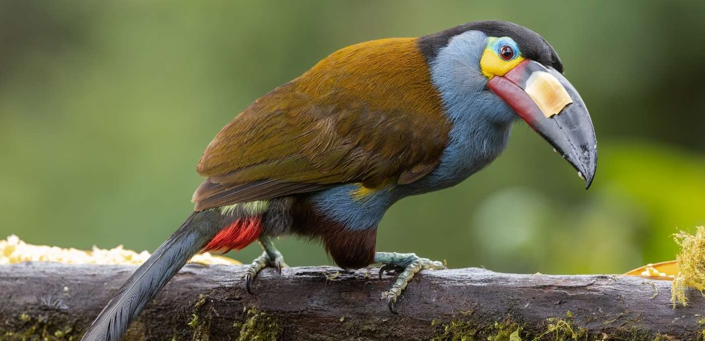 Plate-billed Mountain Toucan