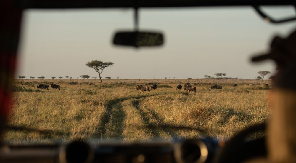 On safari with Black Saddle_an extraordinary travel experience must-do