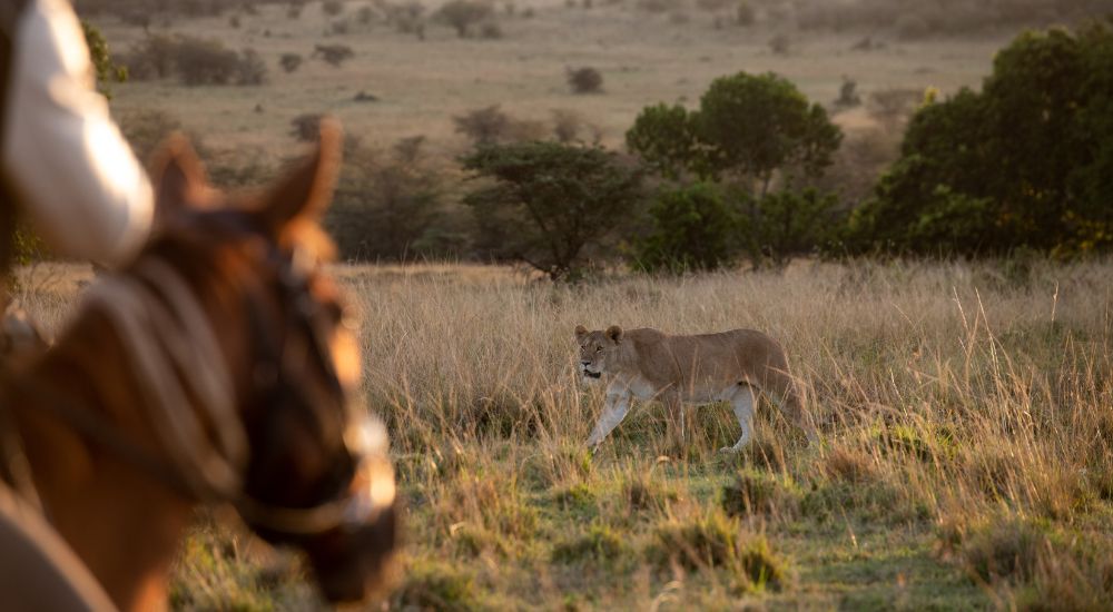 On safari with Black Saddle_an extraordinary travel experiences must-do