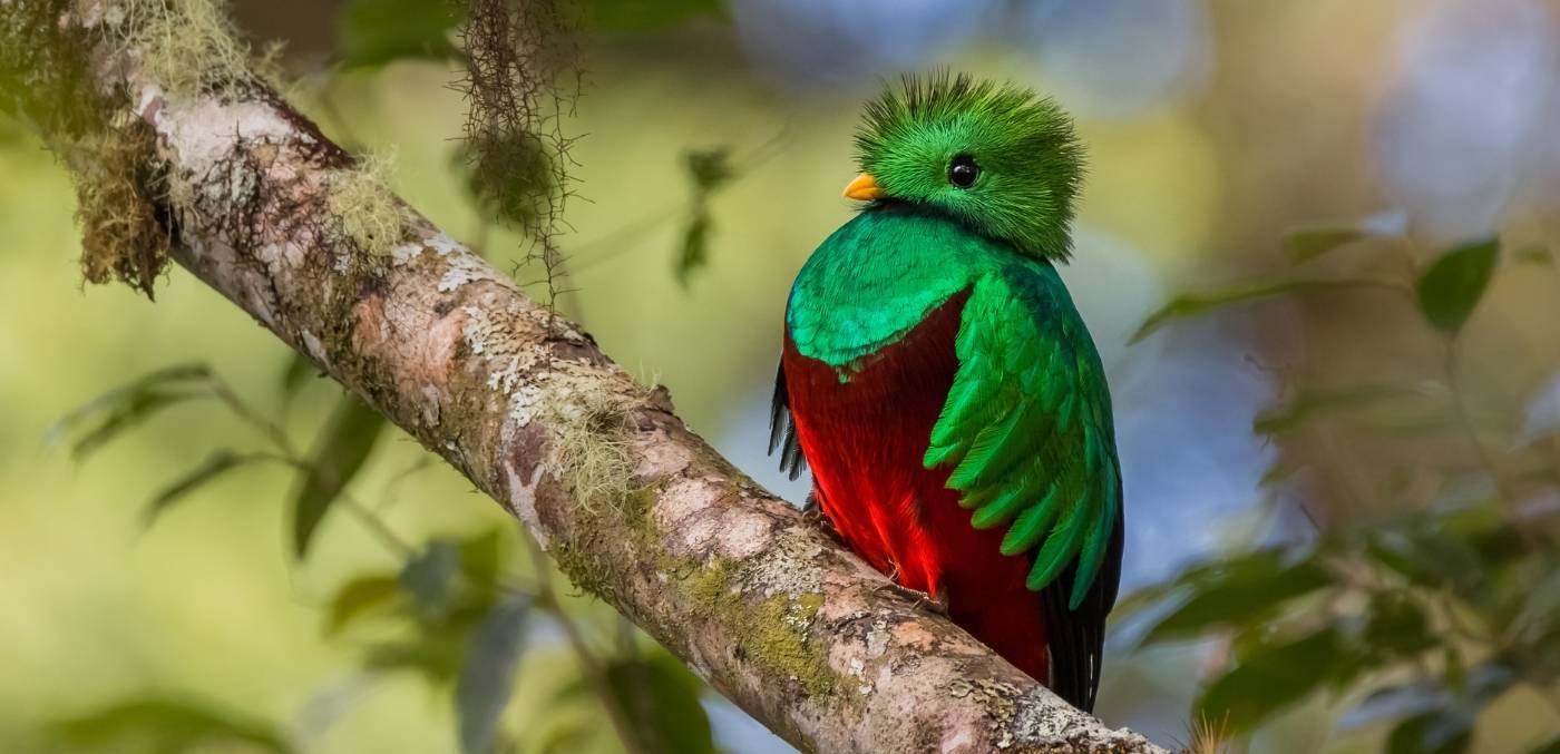 Resplendent quetzal