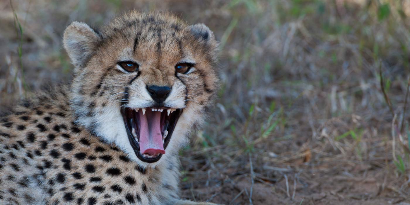 Cheetah cub