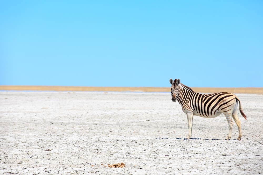 Zebras in The Great Salt Pans - Makgadikgadi and Nxai - Botswana