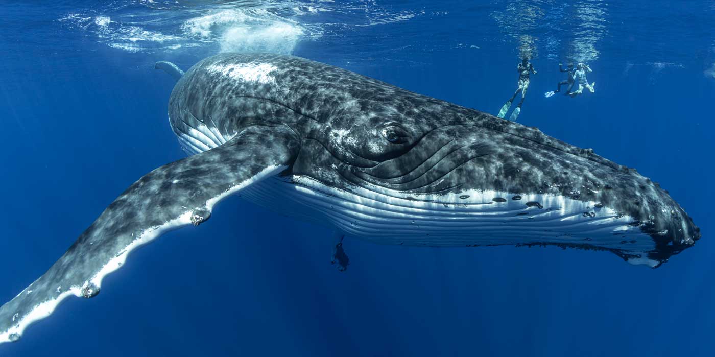 Swimming with humpback whales in Tonga