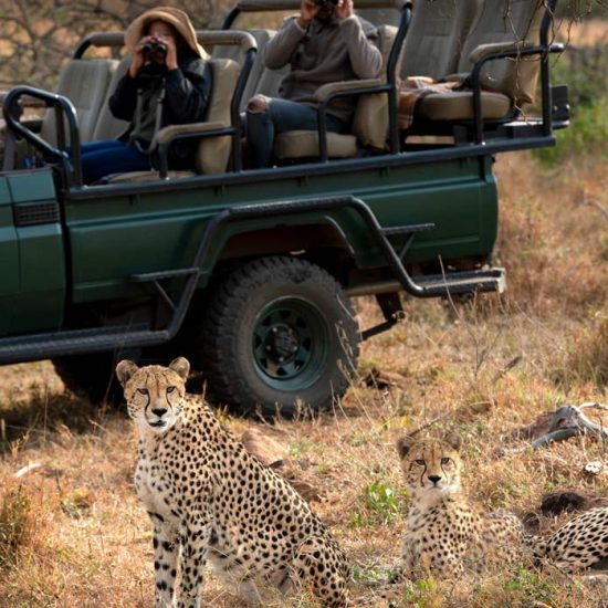 Phinda Private Game Reserve - Cheetahs and truck