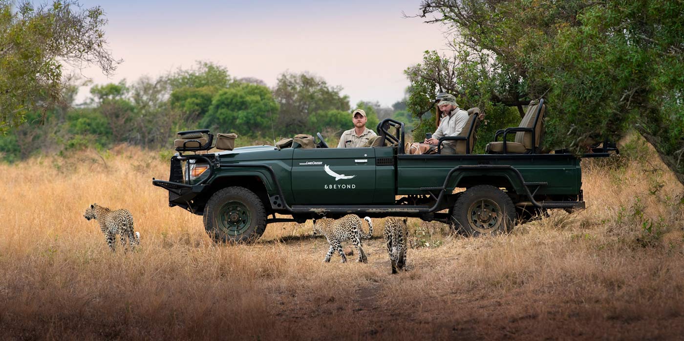 Phinda Private Game Reserve - cheetah cubs and truck