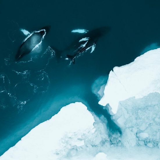 Whales in Greenland
