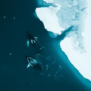 Whale-spotting in Greenland with Hurtigruten