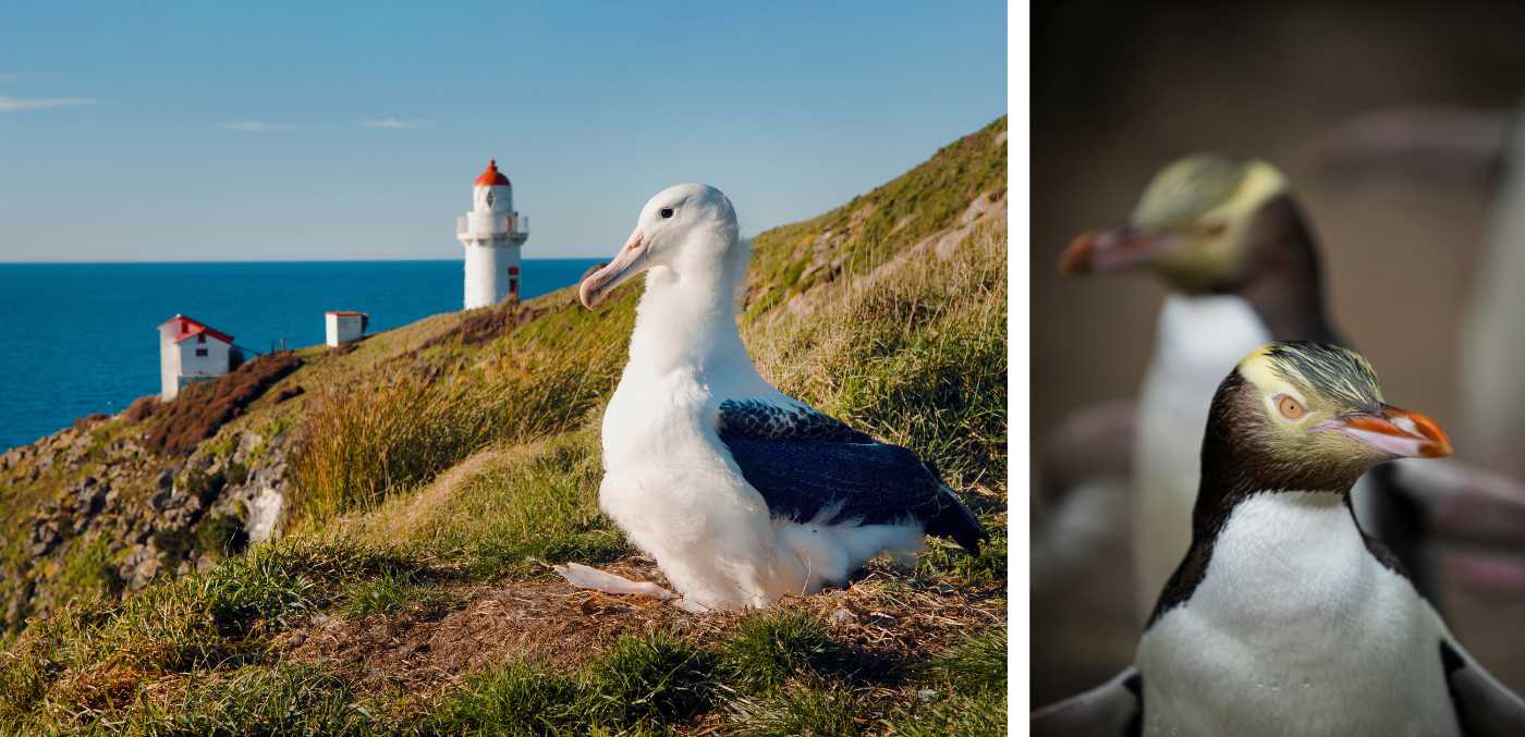 The Royal Albatross Centre. The cute Hoiho penguins at Penguin Place.